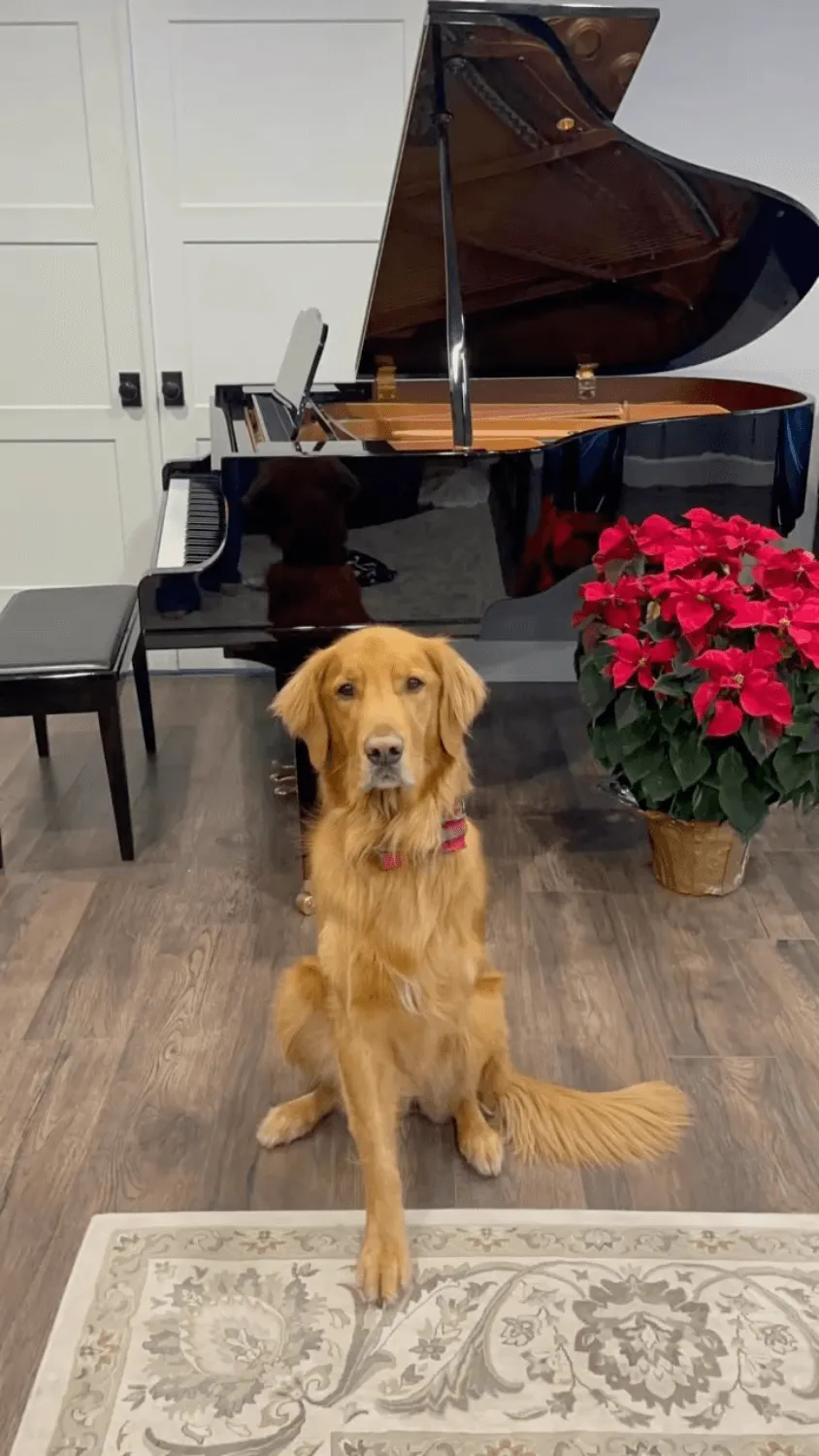 ollie and open grand piano