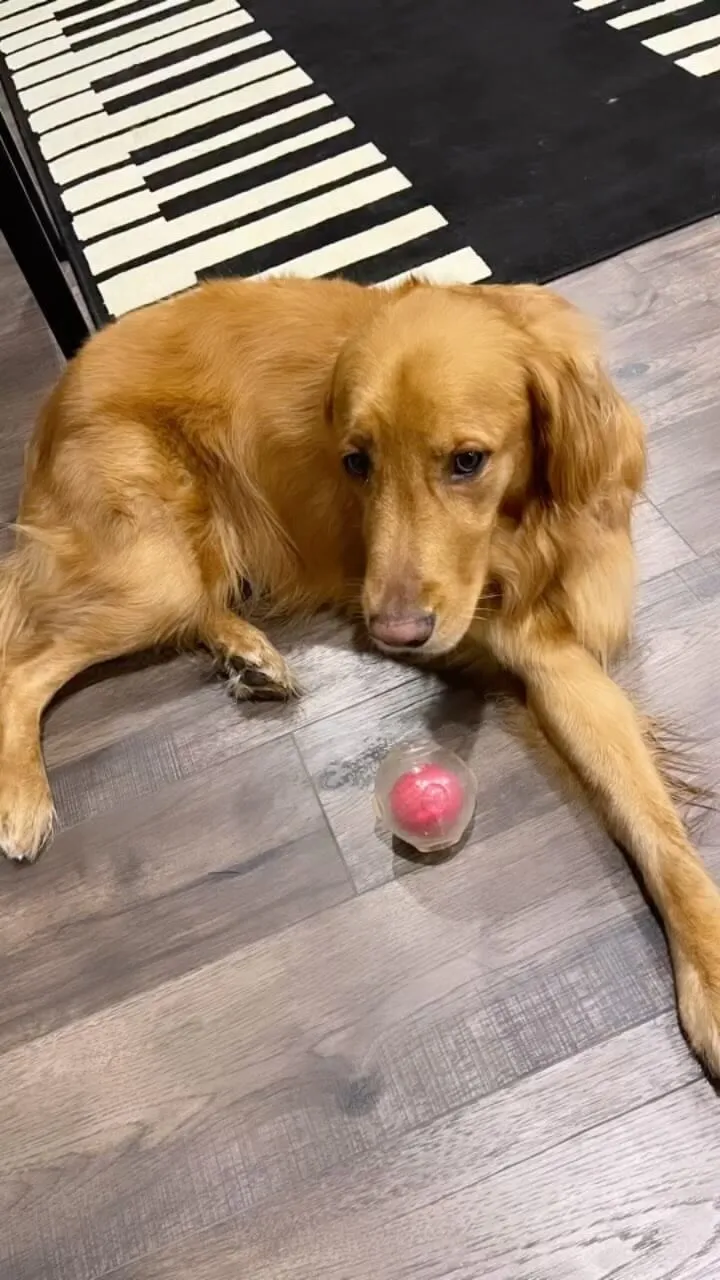 ollie lying on floor