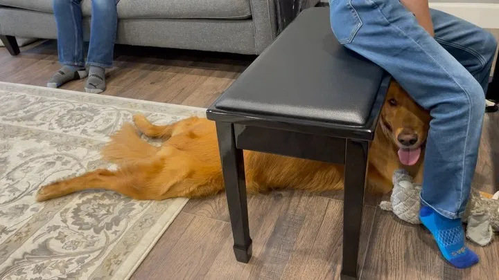 ollie beneath piano bench