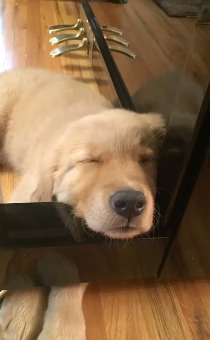 Puppy Ollie sleeping