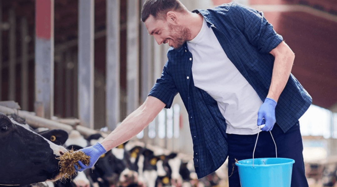Man wearing blue gloves feeds hay to cows in a barn while holding a blue bucket.