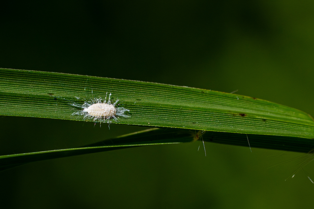 A female pasture mealy bug on a blade of green grass.