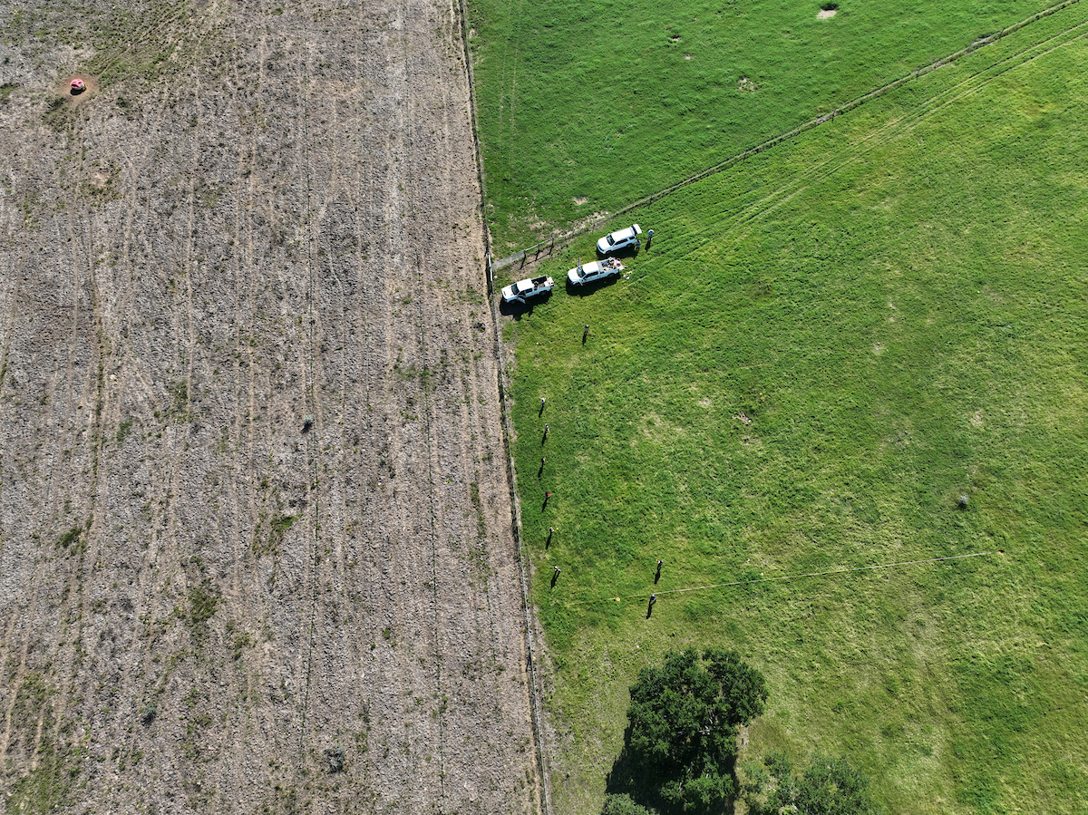 Dead pasture on the left shows clear pasture mealybug damage while pasture on the right of frame is still green.