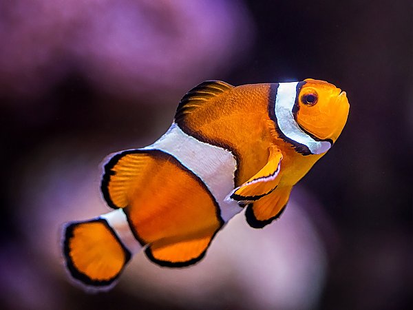 fish