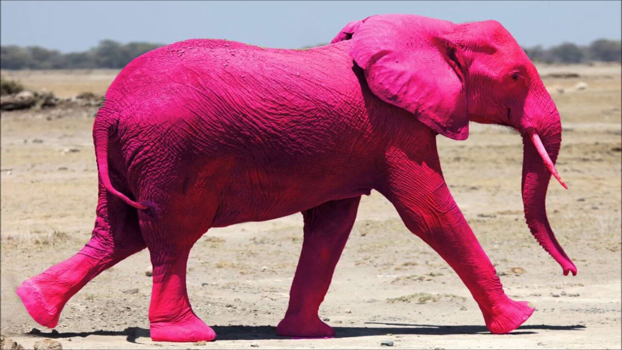 elephant