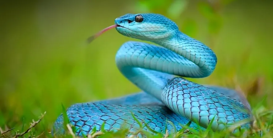 snake