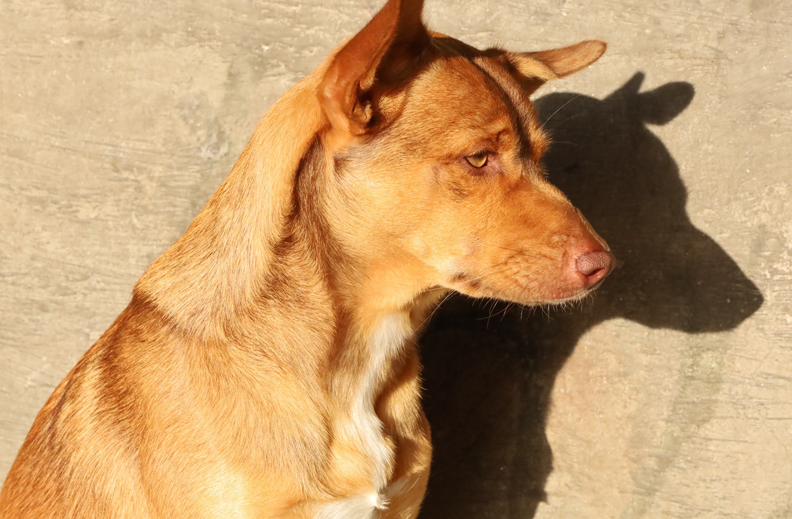 Foto de um cachorro tirada durante campanhas anteriores