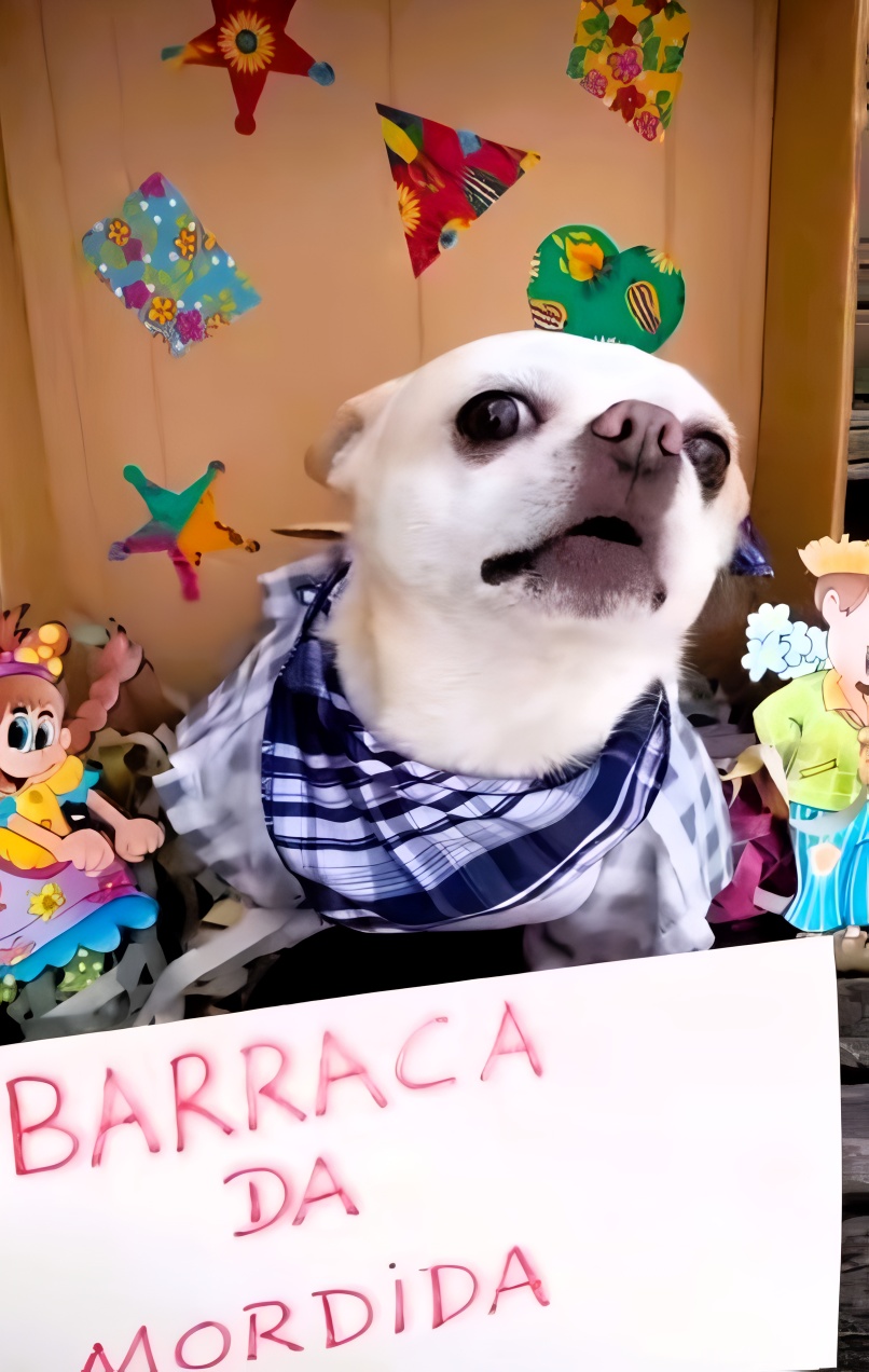 Cachorro participante da última edição do evento "Cãodrilha"