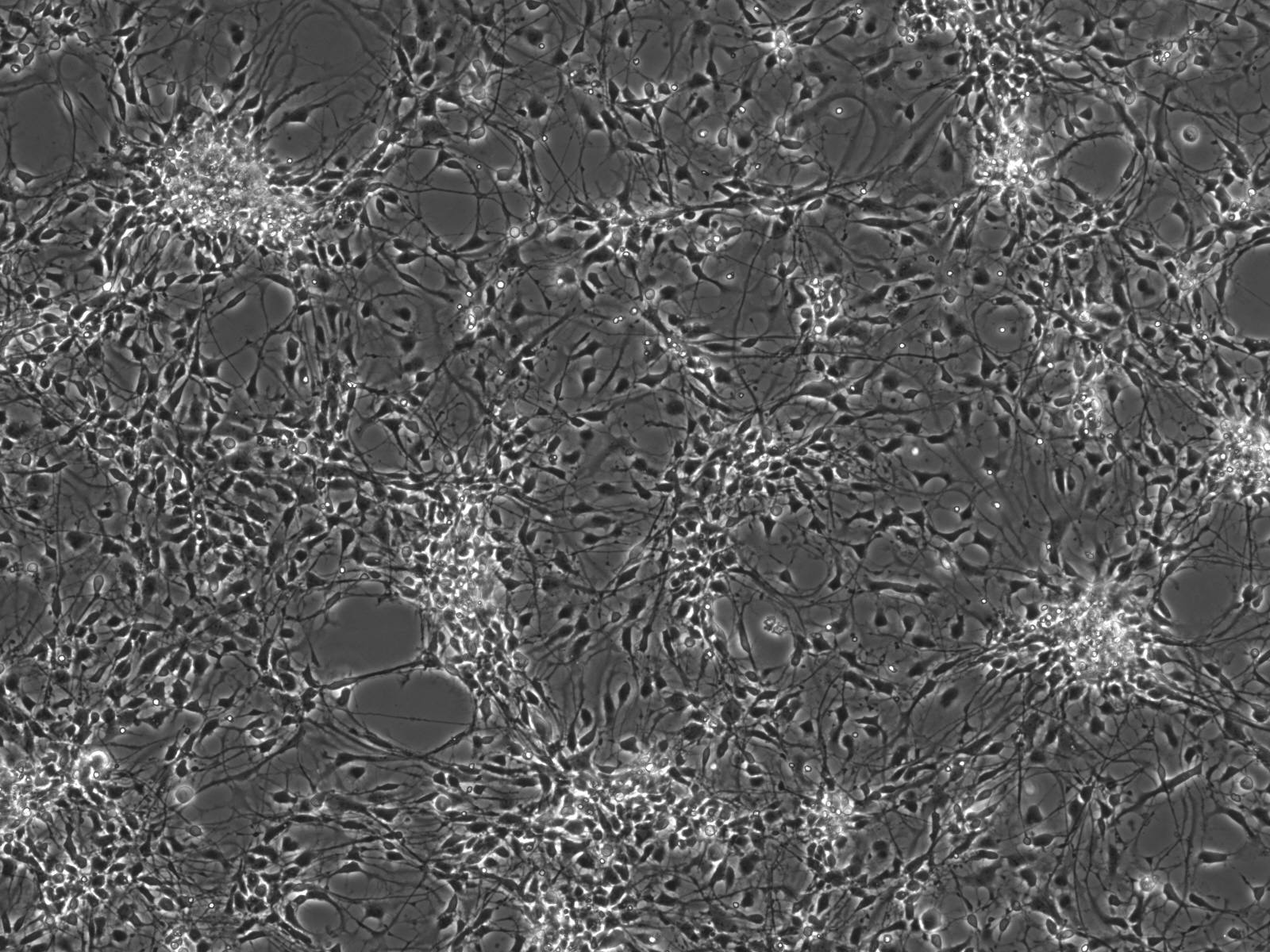 Hepatocyte Culture Media
