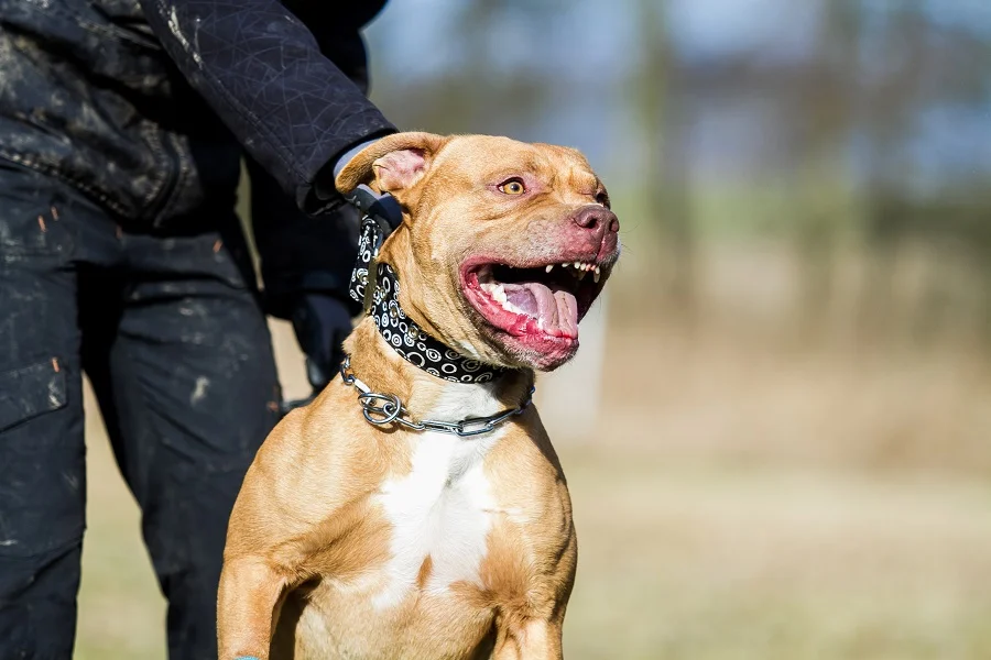 dog bite settlement calculator