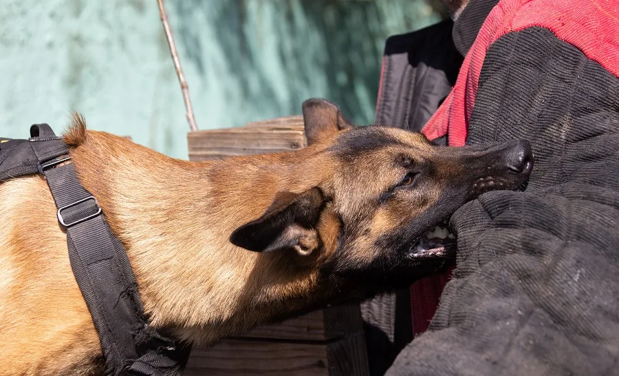 dog bite lawyer