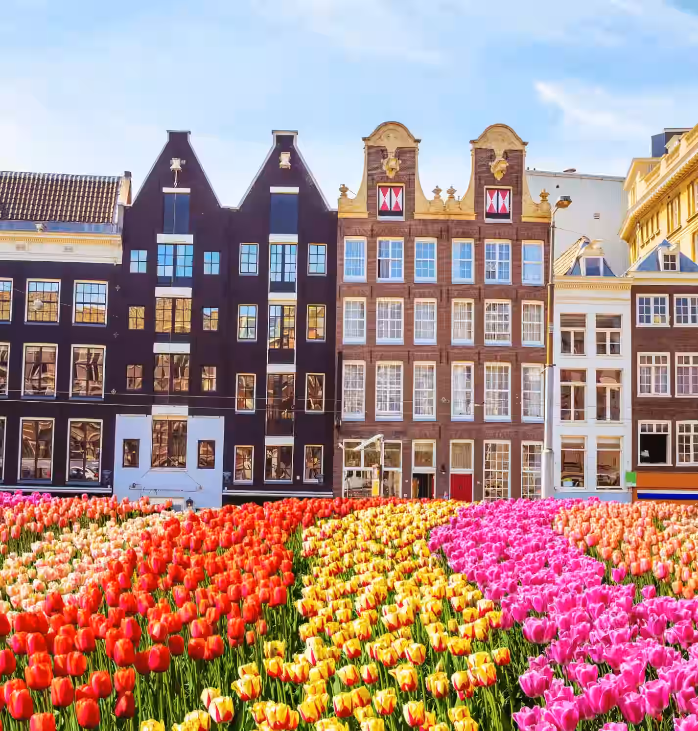 Colorful tulip field in front of Dutch canal houses