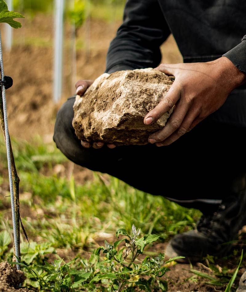 Weingut NEISS in Kindenheim Zwei Hände mit einem Kalkstein im Wingert