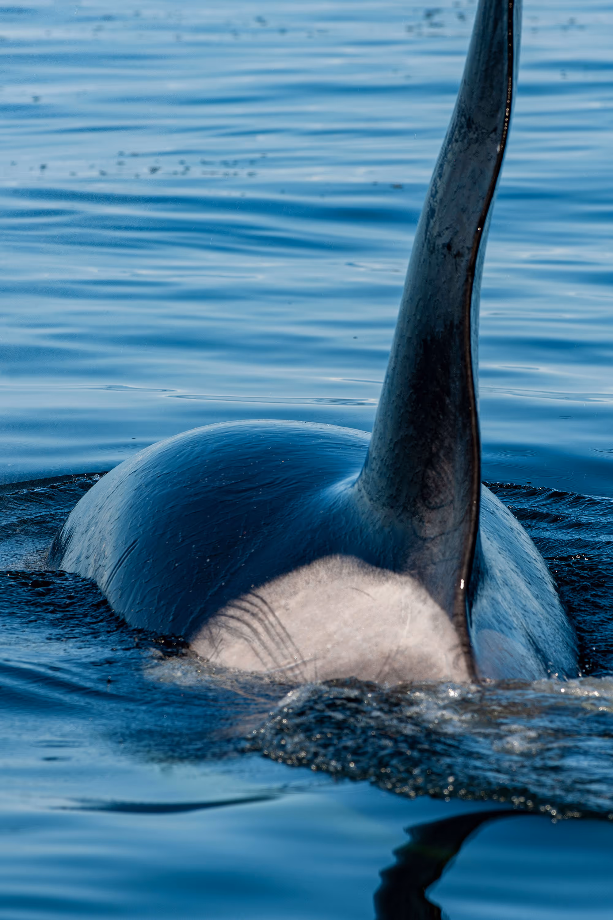 © John Schnell Photography. Alaska Wilderness Charters—Wildlife.