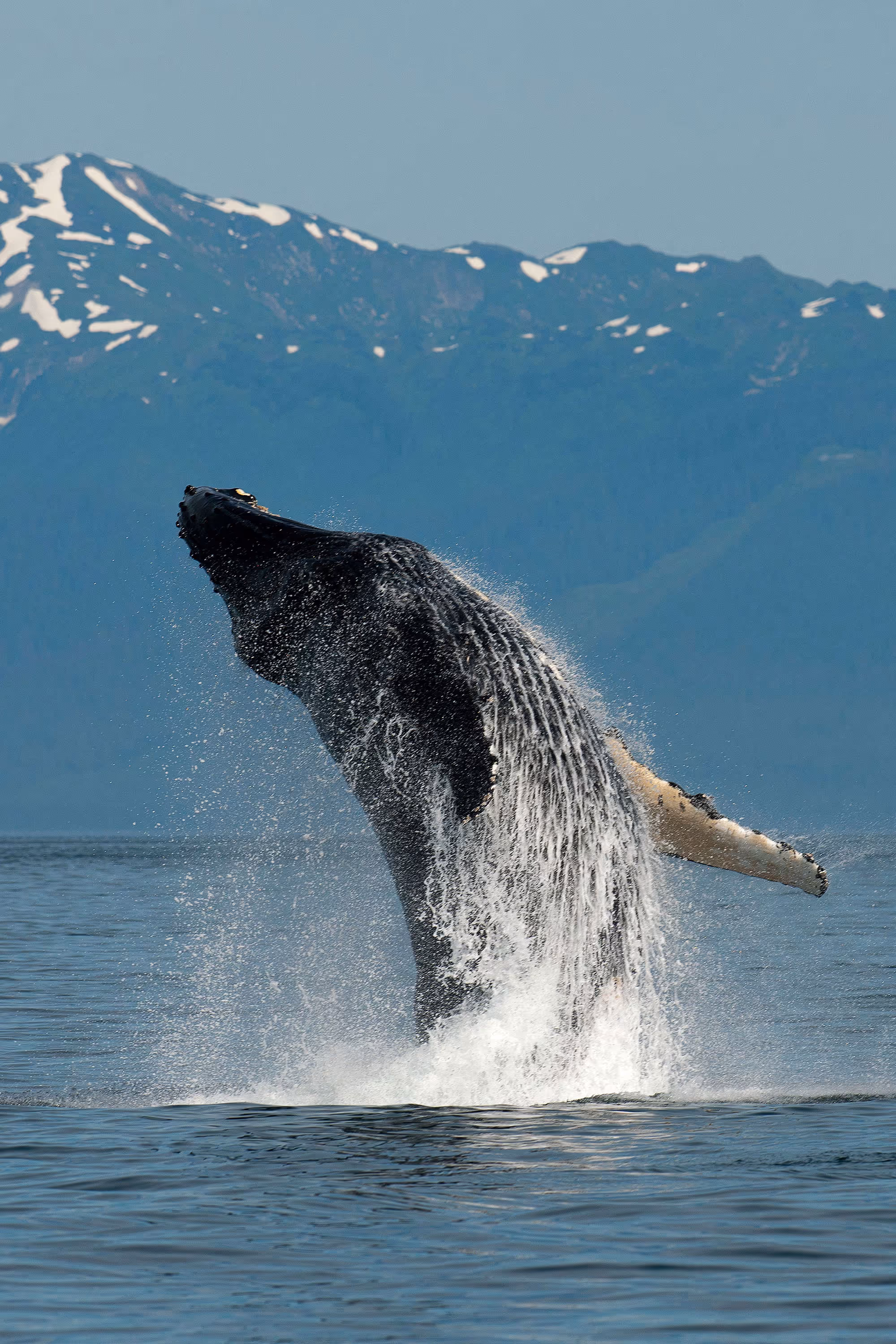 © John Schnell Photography. Alaska Wilderness Charters—Wildlife.