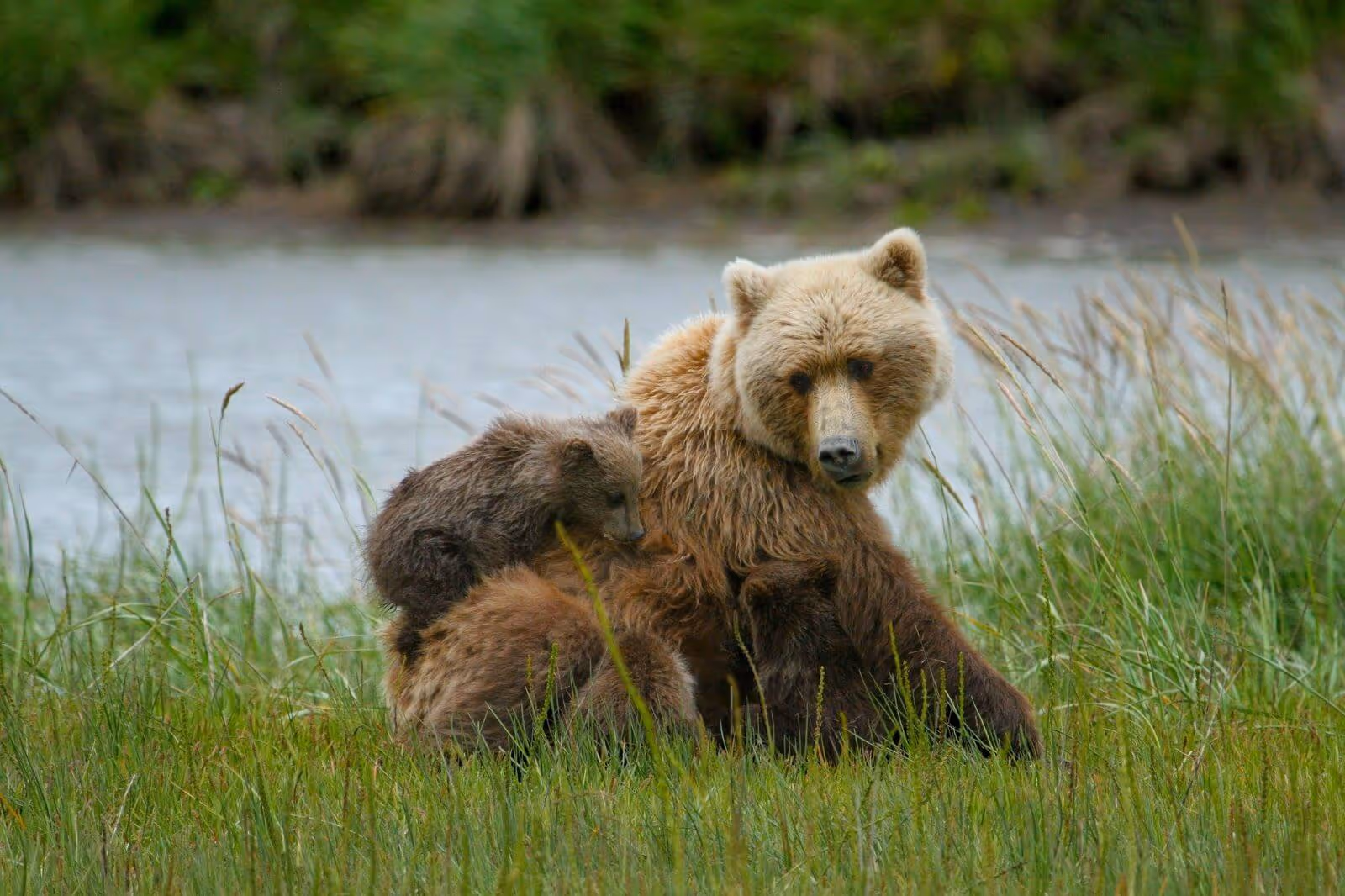 Mother brown bear sitting on grass near water with two cubs close to her.