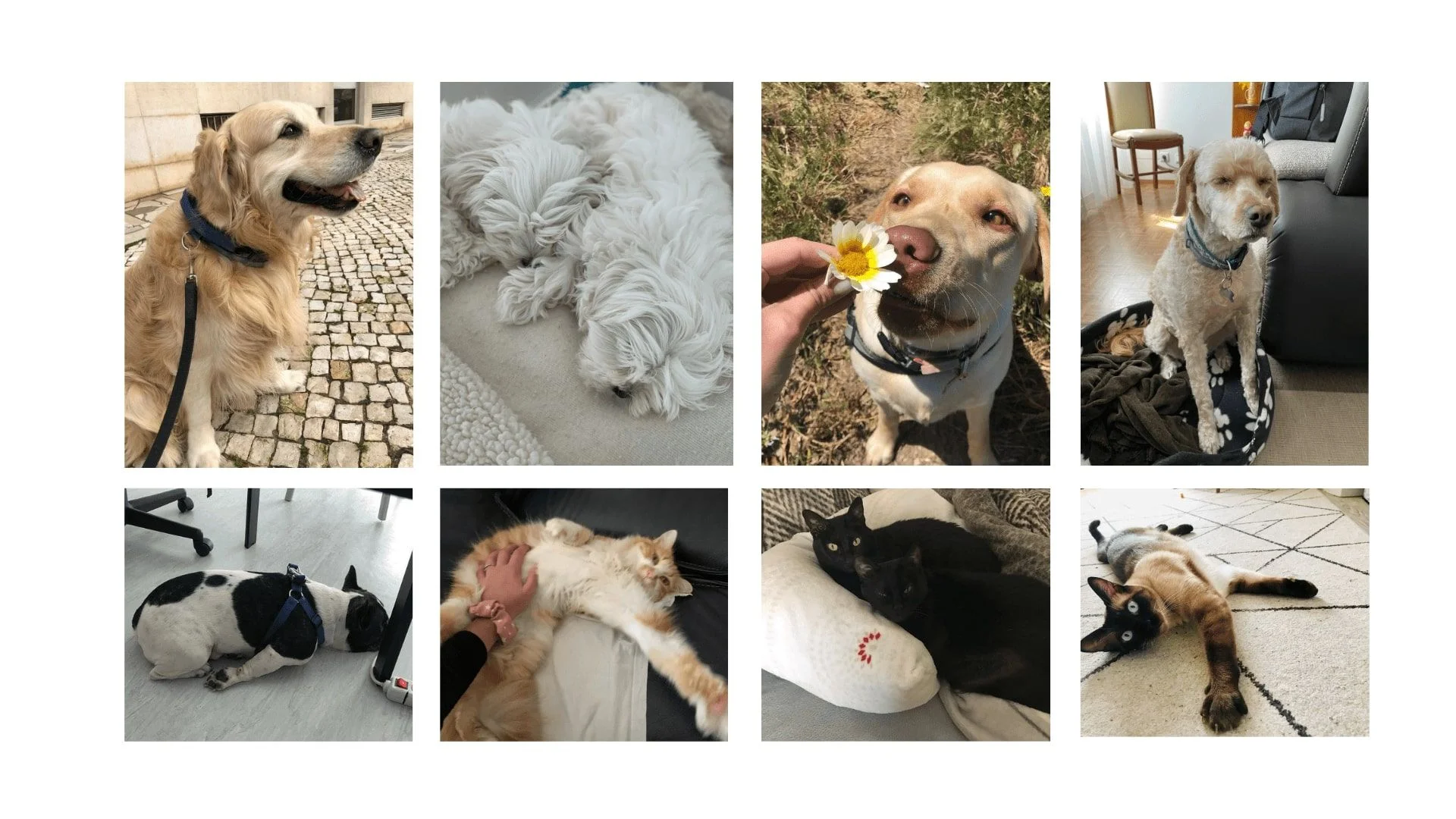 Photos of Imaginary Cloud pets