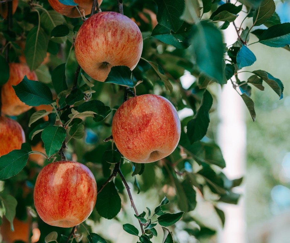 ORIGINS AND APPLES: HOW DOLOMITIC LIME IMPROVES FLAVOUR AND VALUE  OF FRUIT