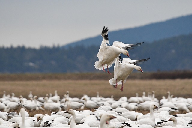 Refúgio Nacional de Vida Selvagem Bosque del Apache