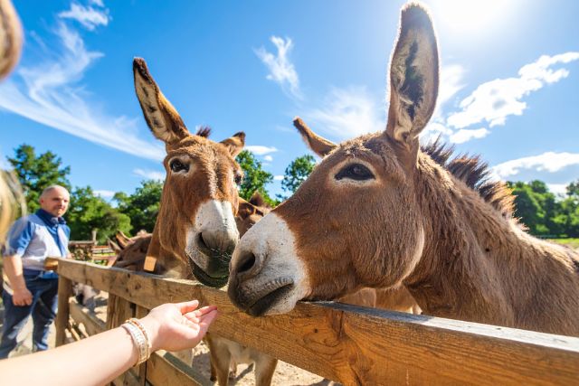 Philips Animal Garden
