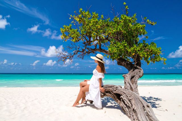 Aruba’s Iconic Tree