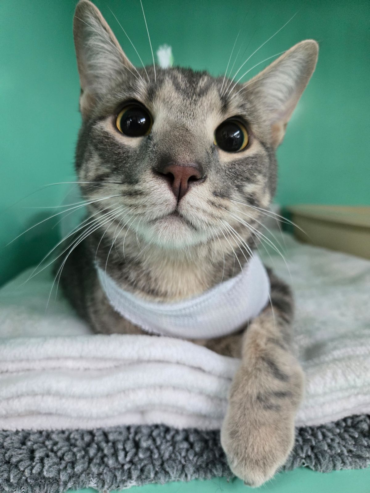 Doctor's Headshot