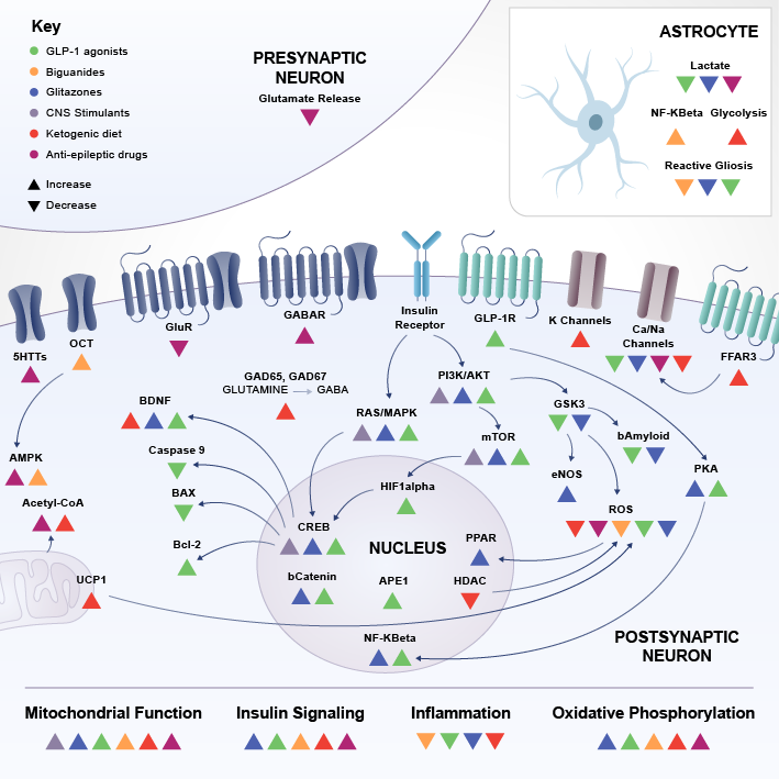 Diagram showing effects of drugs on presynaptic and postsynaptic neurons, astrocytes, and biochemical pathways.