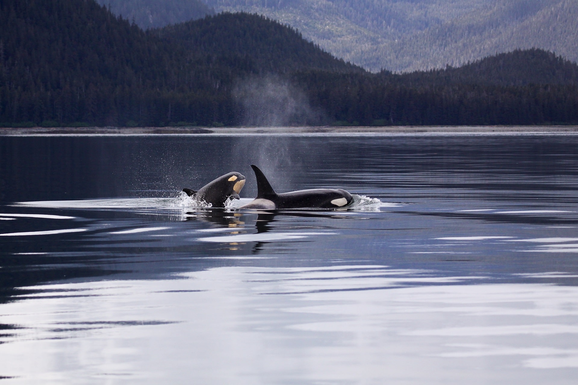 Alaska. Foto: Pixabay