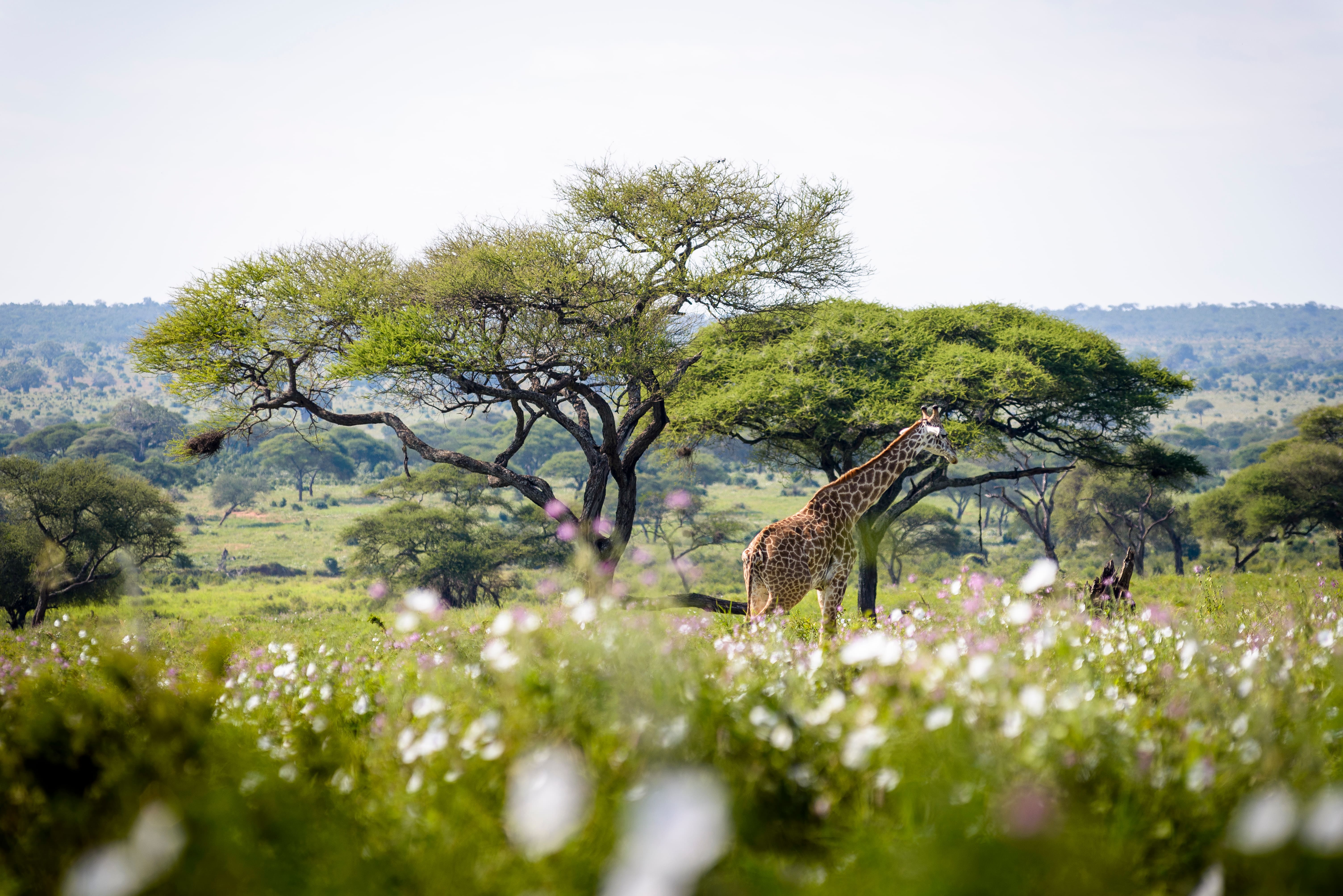 Foto: A&K Sanctuary