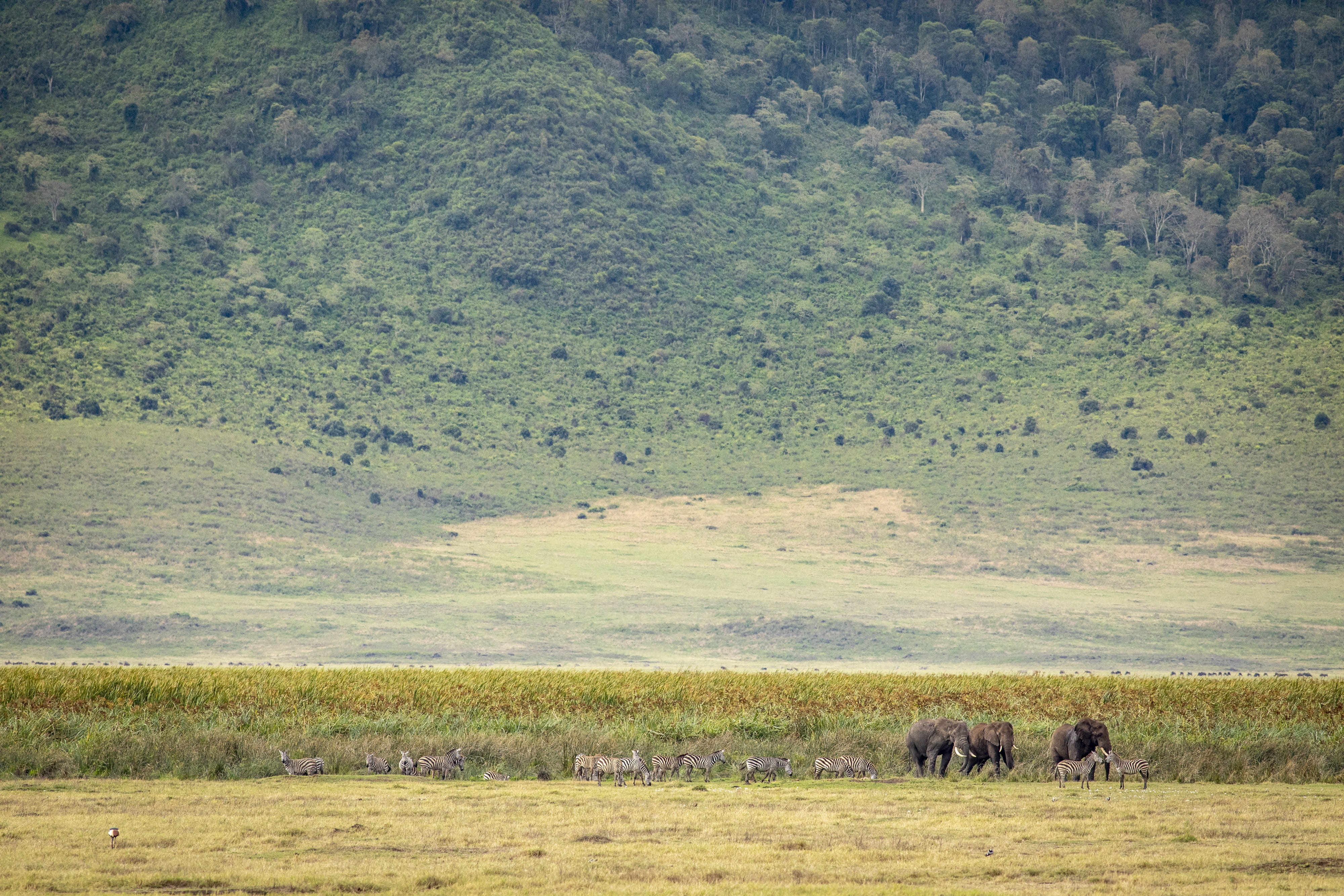 Ngorongoro Crater Camp Foto: A&K Sanctuary