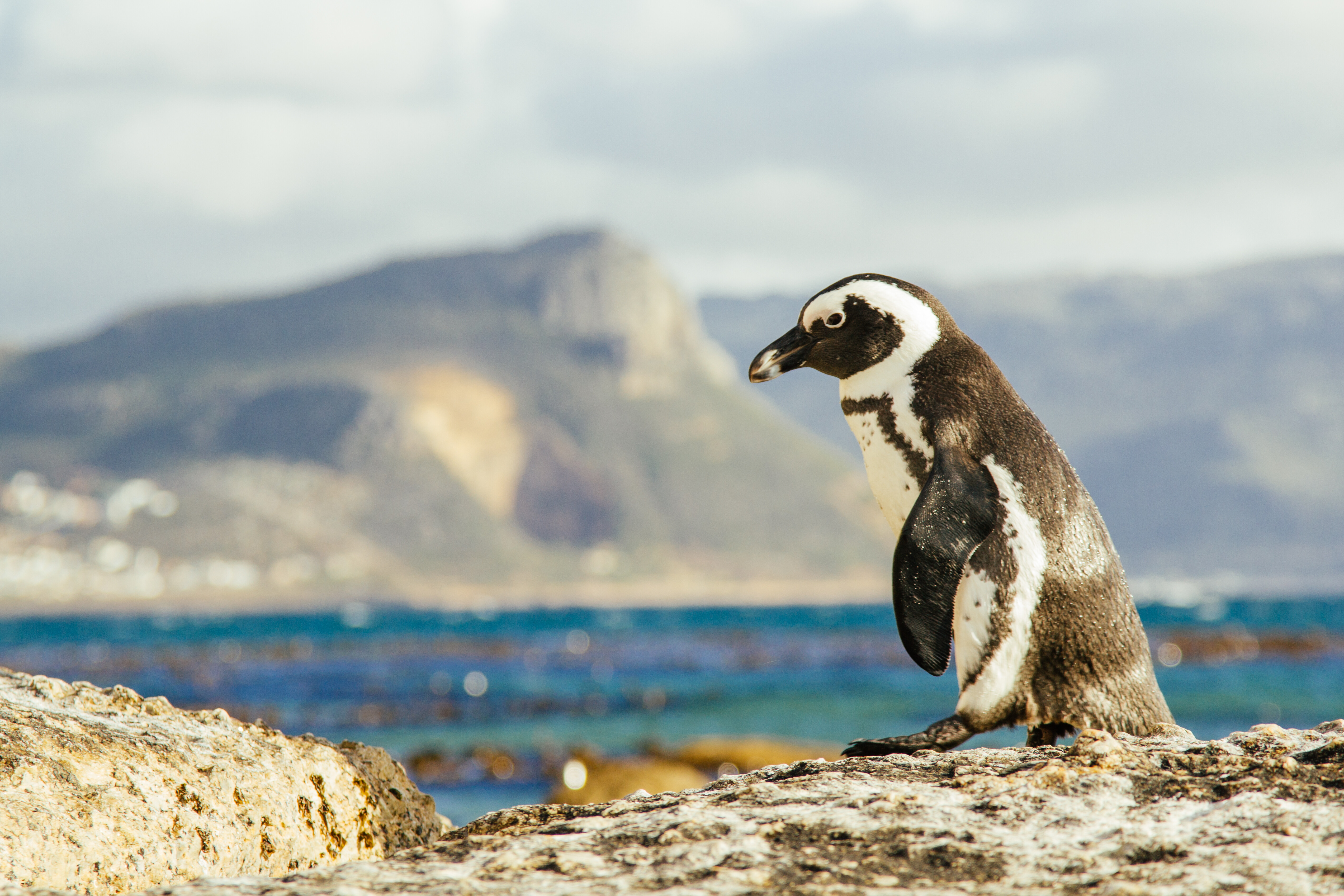 Besøk pingvinene på Boulders Beach Foto: Singita
