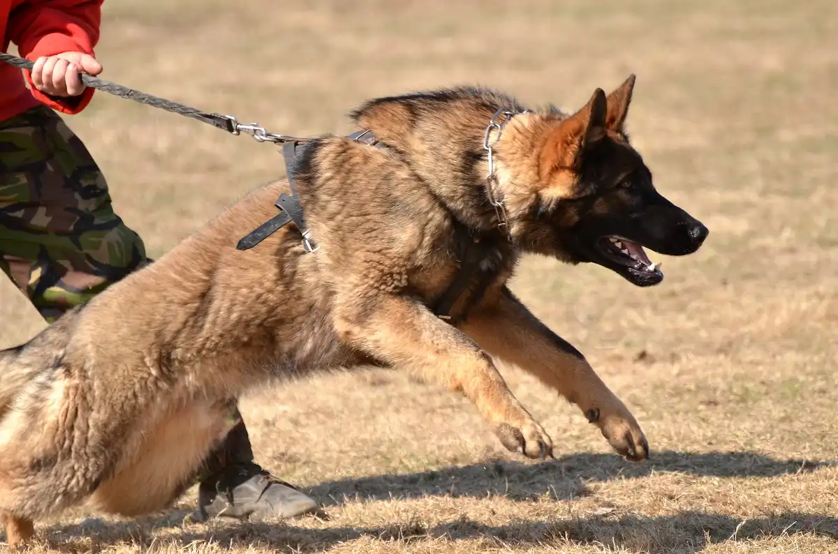 Dog Bite Laws in Washington State: What You Need to Know