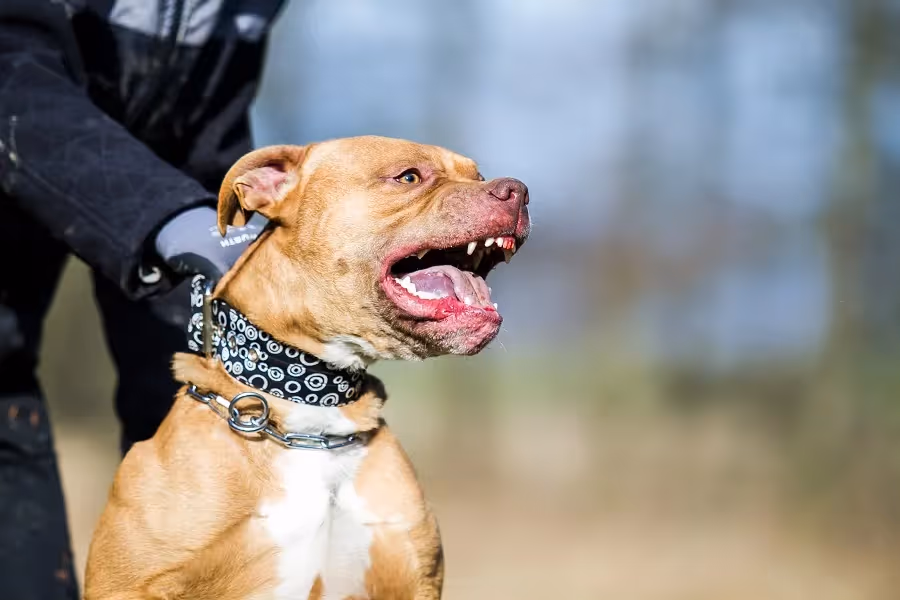 Washington's Dog Bite Laws are Strict