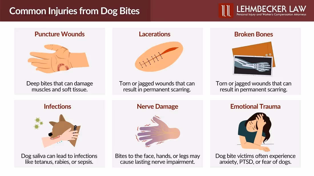 Common Injuries from Dog Bites: Infographic
