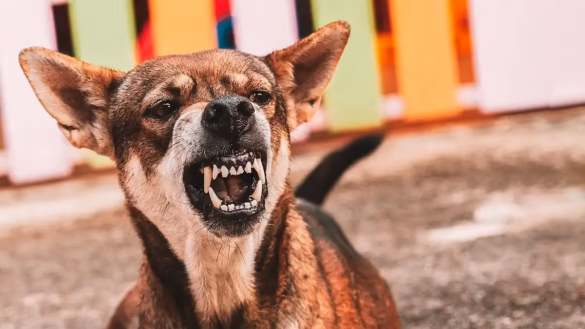 Federal Way Dog Bite Attorney
