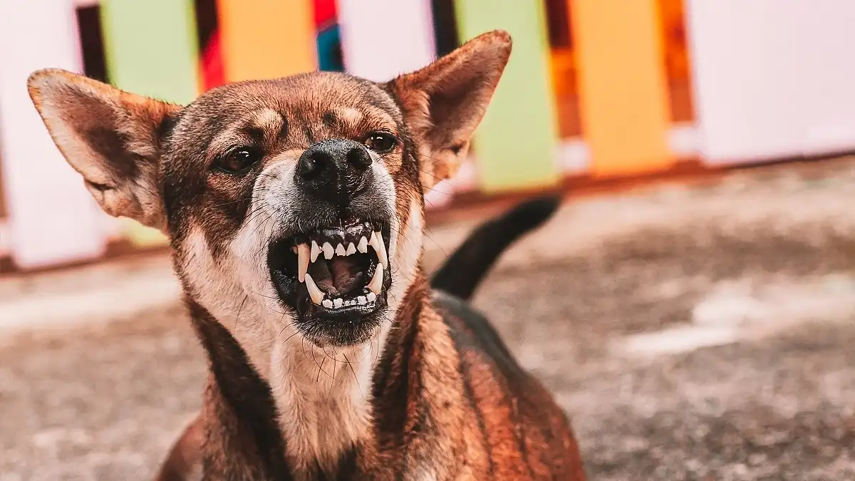 Federal Way Dog Bite Attorney
