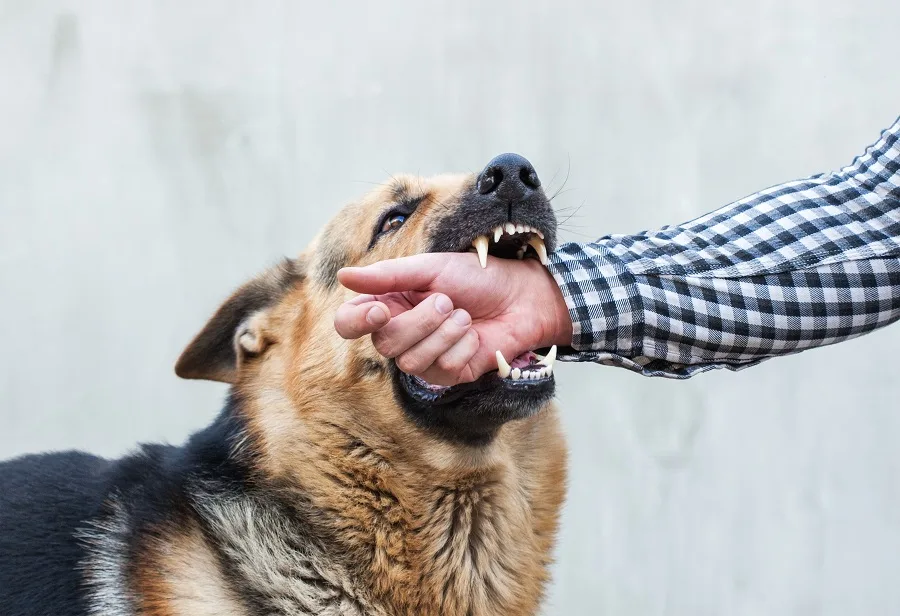 federal way dog bite attorney