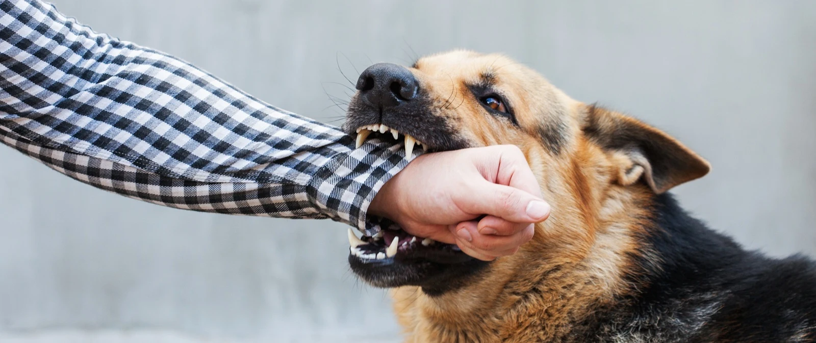 Abogado de mordeduras de perro en Yakima