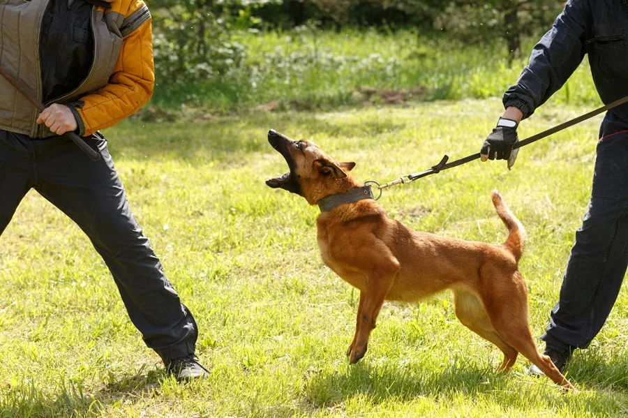 Skilled Dog Bite Attorneys Helping Yakima Residents