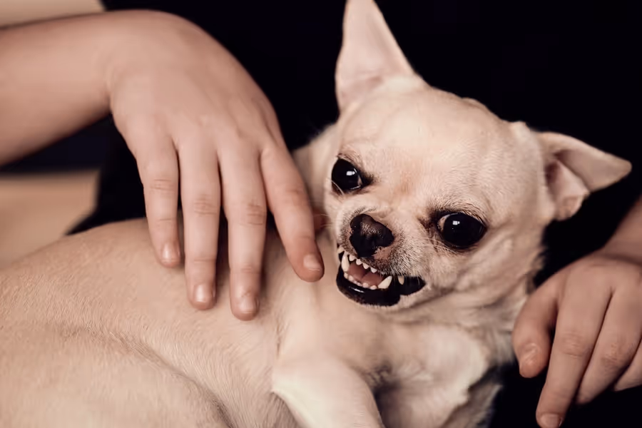 Deadline for Filing a Dog Bite Claim