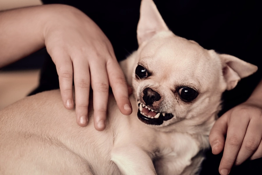 Deadline for Filing a Dog Bite Claim