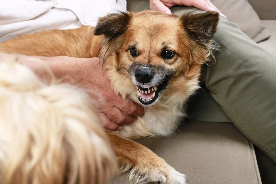 Trusted Tacoma Dog Bite Lawyer