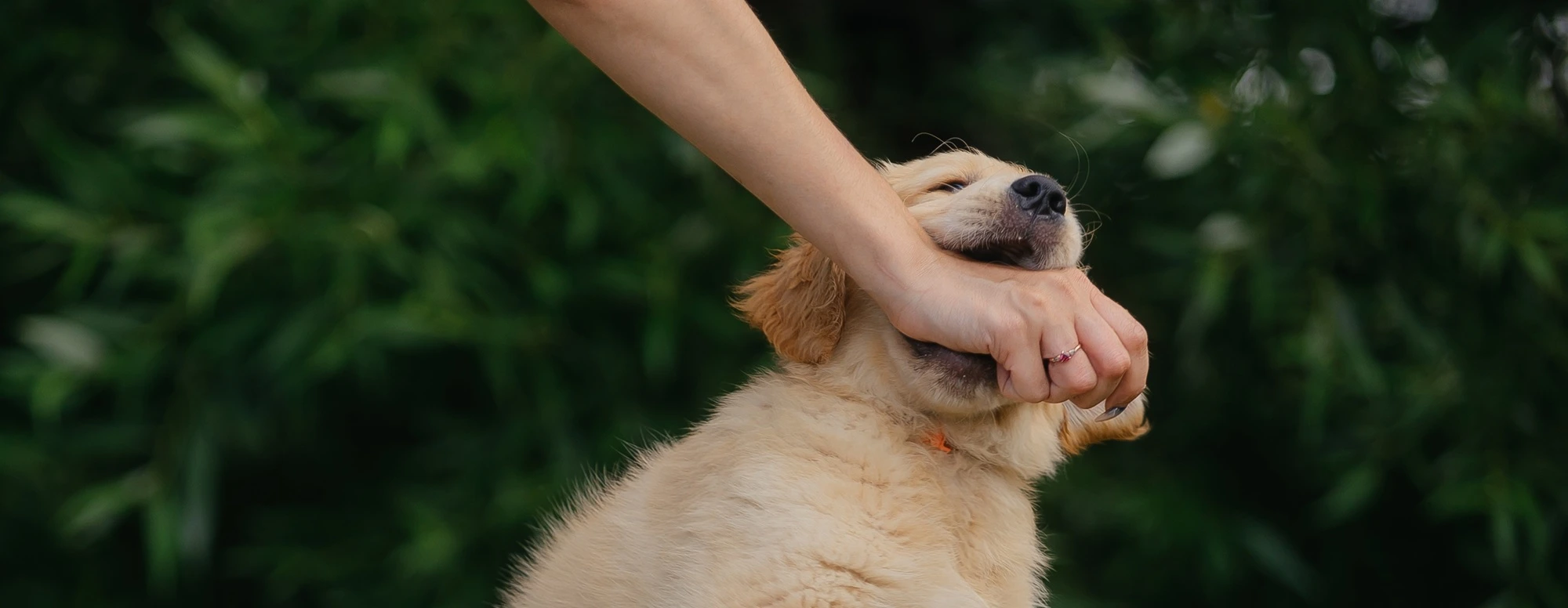 Kent Dog Bite Attorney