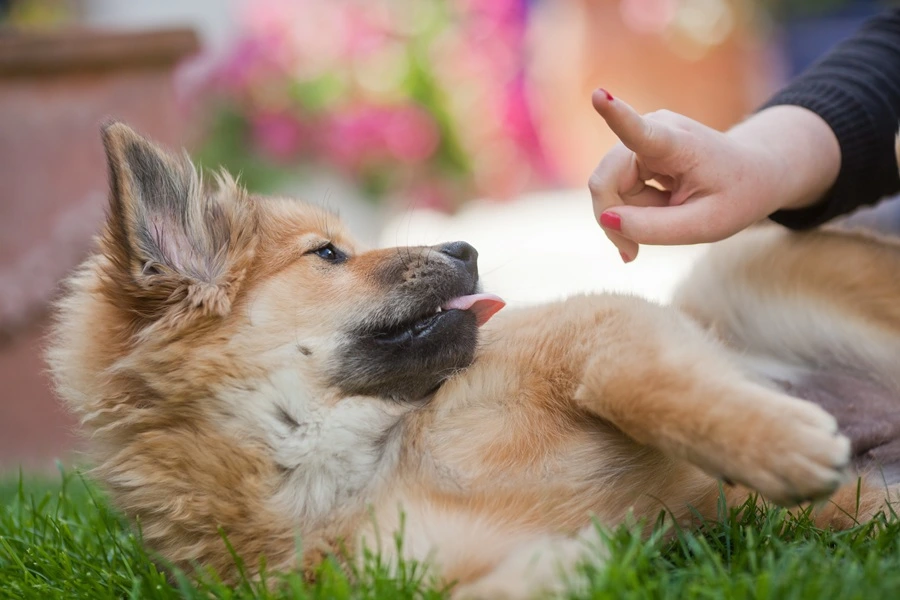 Full Compensation Available to Kent Dog Bite Victims