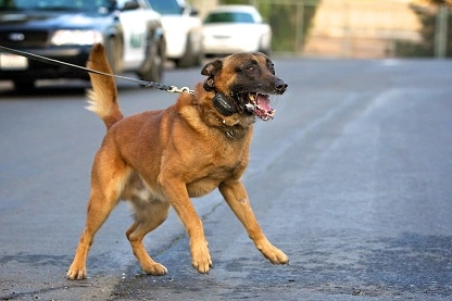 Abogado especializado en mordeduras de perro