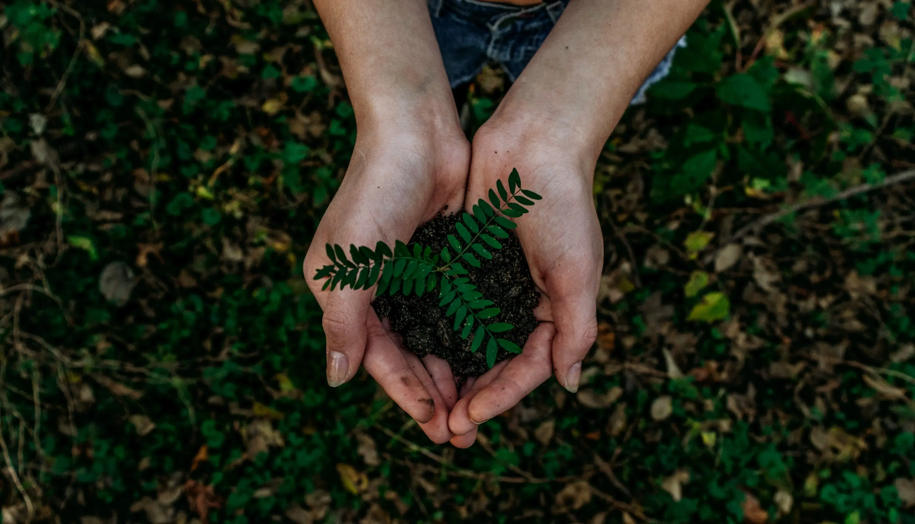 Mãos humanas em concha segurando um pequeno torrão de terra escura de onde brota uma delicada samambaia verde, em meio a um fundo desfocado de folhas e vegetação, simbolizando cuidado com a natureza e sustentabilidade ambiental.