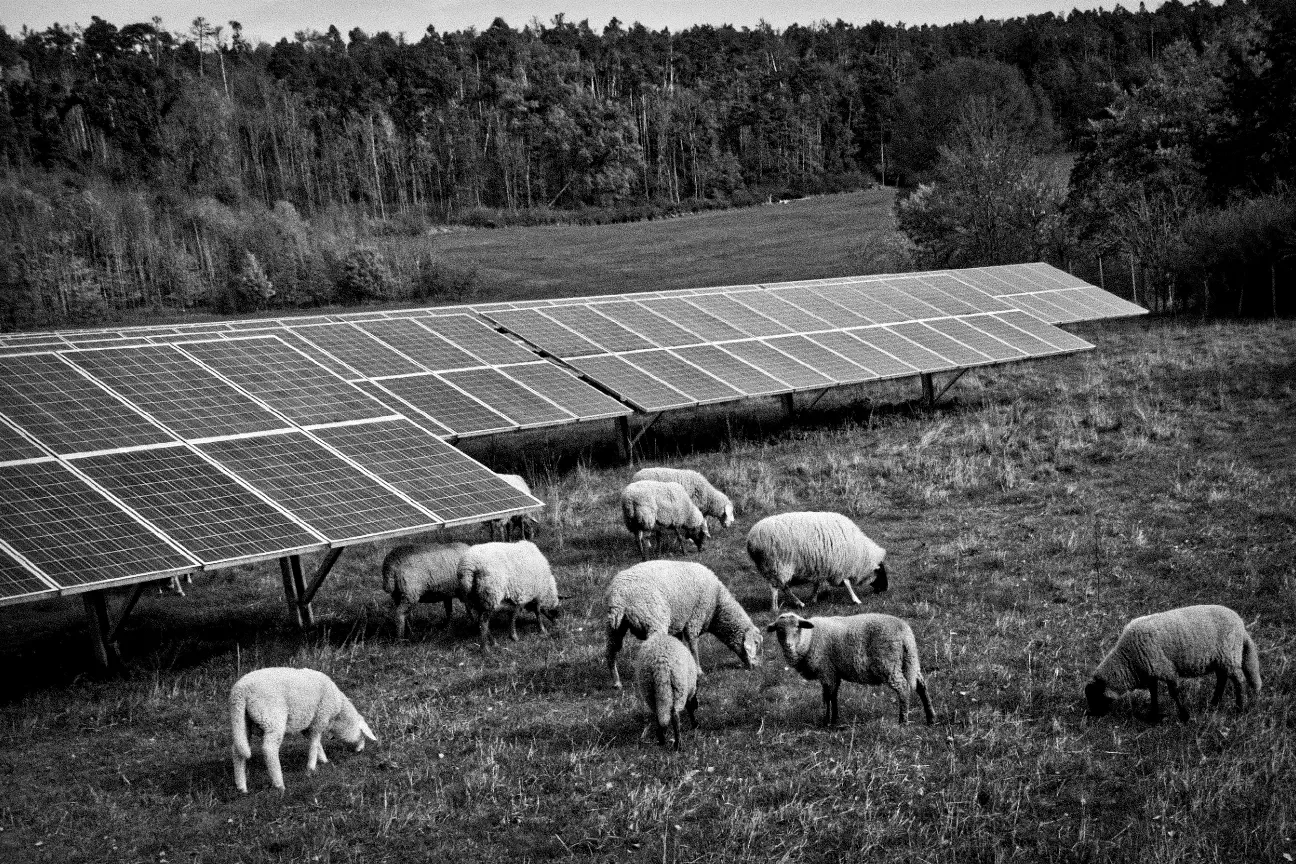 black and white photo of a solar panel farm in a rural area with sheep grazing nearby