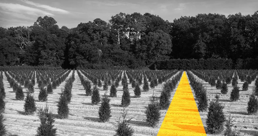 black and white image of a field with new trees being planted near a larger forest