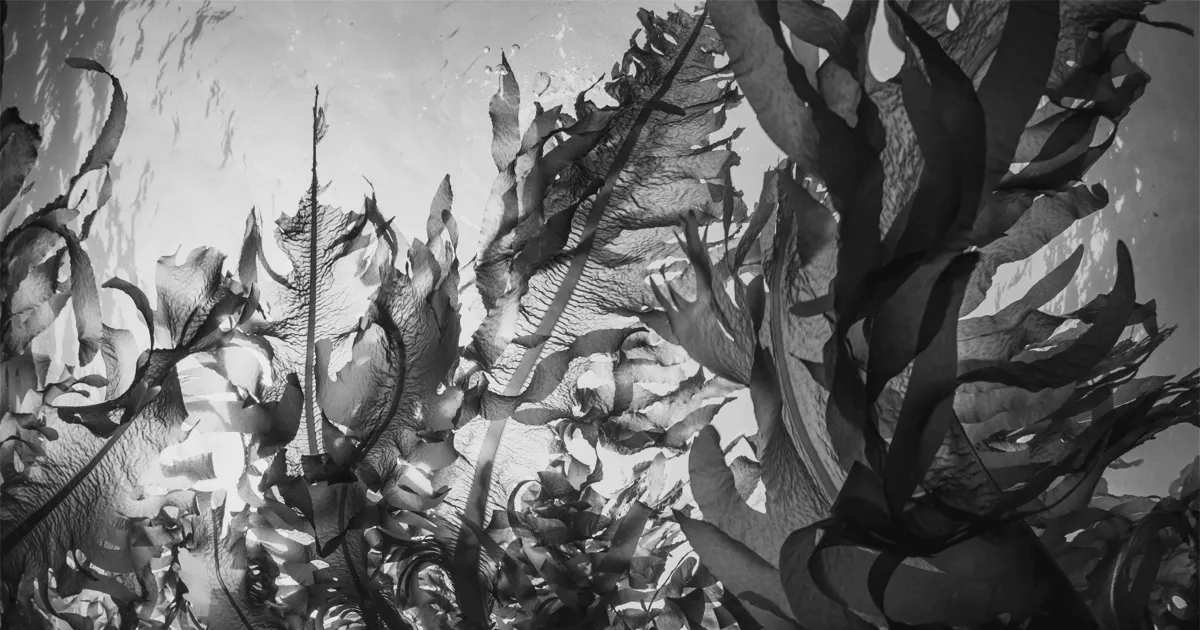 A black and white photo of a kelp forest underwater