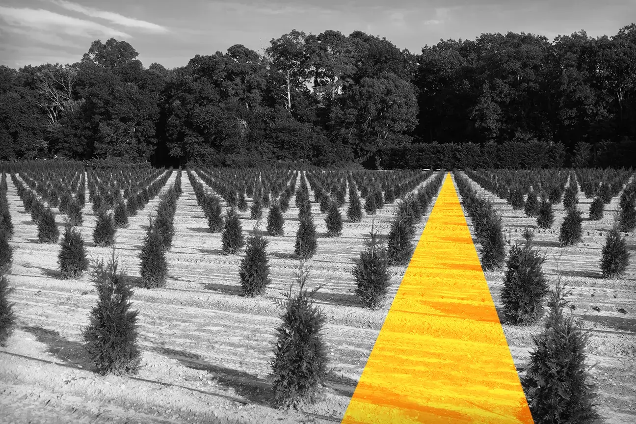 black and white image of a forest with full-grown and newly-planted trees, with one yellow line vertically coming down the soil